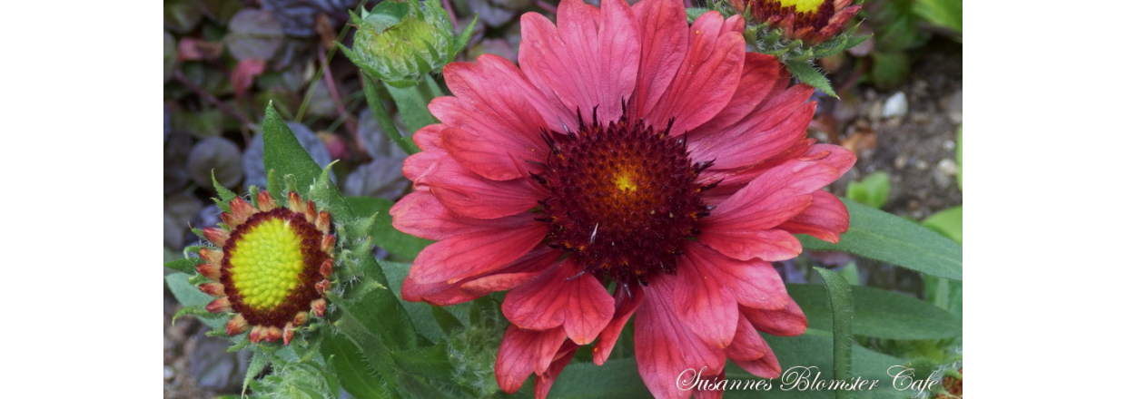 Gallardia aristata ’Arizona Red Shade’.