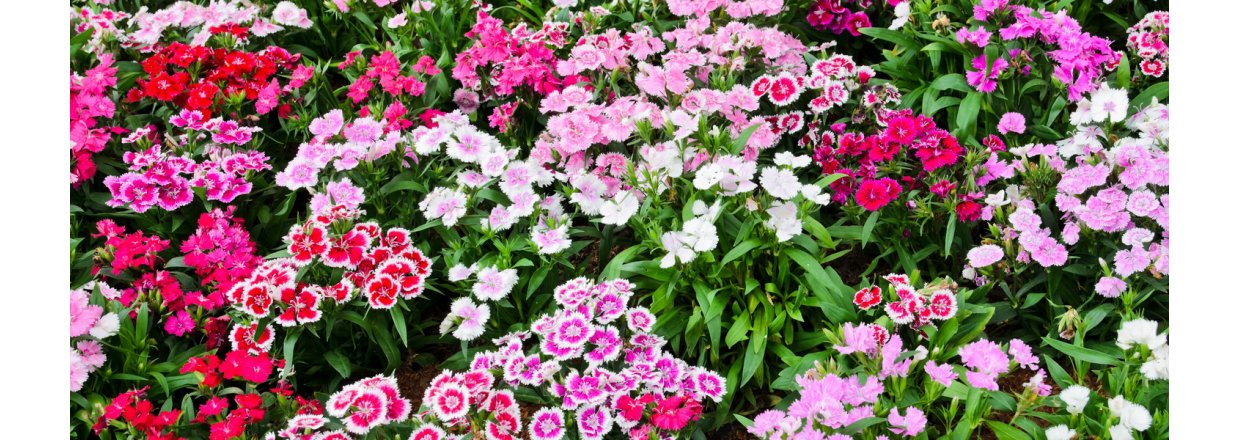 Dianthus barbatus