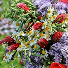 SOMMERBLOMSTER FRØ