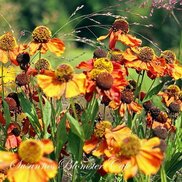 Helenium autumnale Red and Gold Solbrud frø STAUDER FRØ