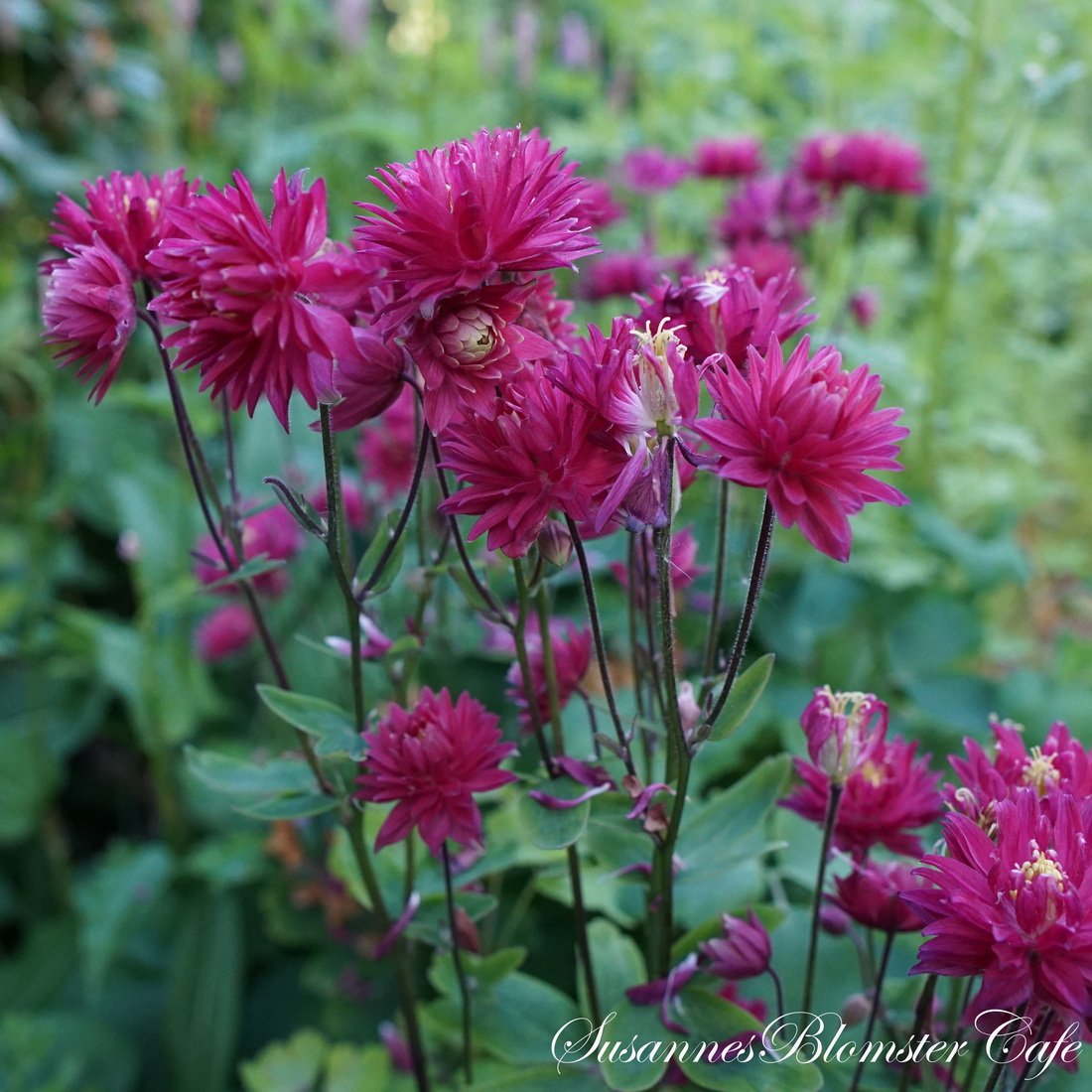 AKELEJE FRØ. Aquilegia vulgaris Clementine Red. Susannes Blomster Cafe