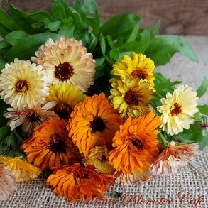 SOMMERBLOMSTER FRØ