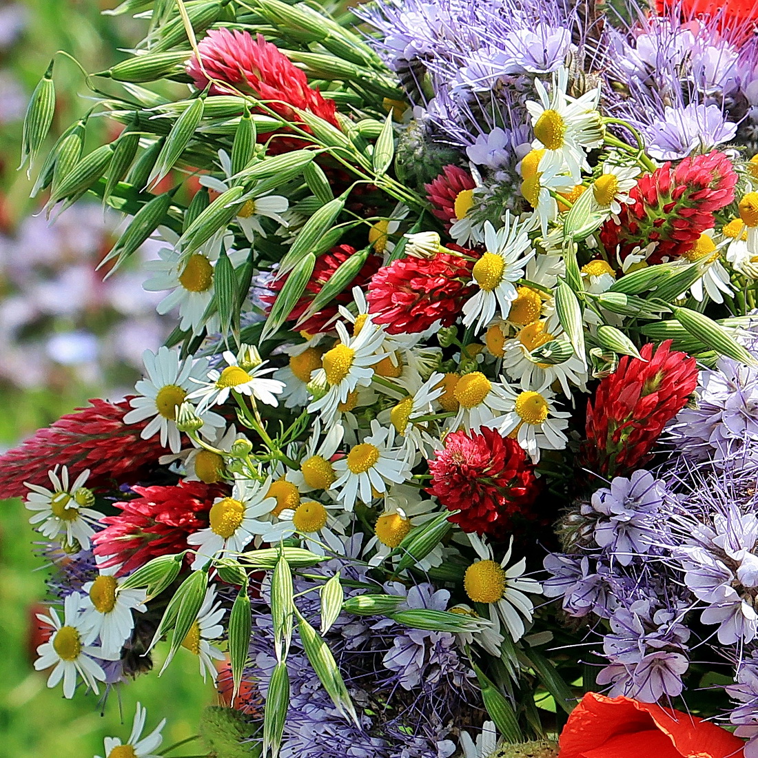 STAUDER og SOMMERBLOMSTER FRØ Susannes Blomster Cafe