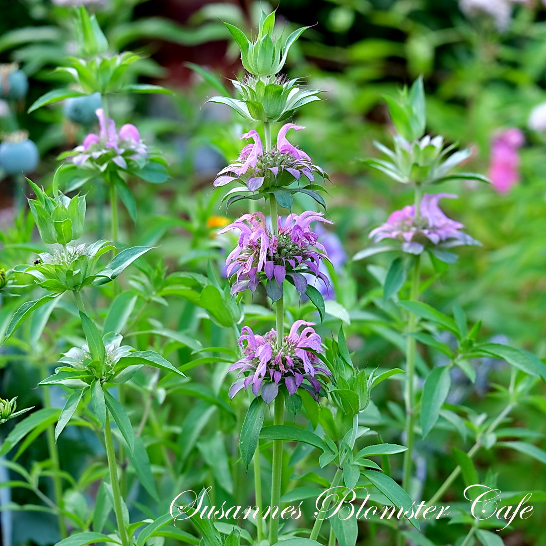 Monarda hybrida – Lambada - lyslilla - frø - SOMMERBLOMSTER FRØ ...