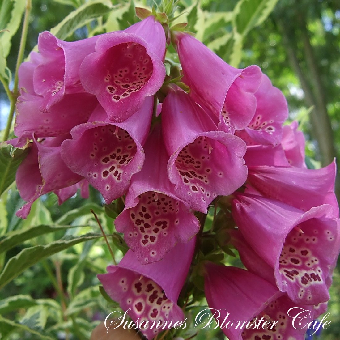 Digitalis hybrid F1 'Camelot Rose' Pellets SOMMERBLOMSTER FRØ