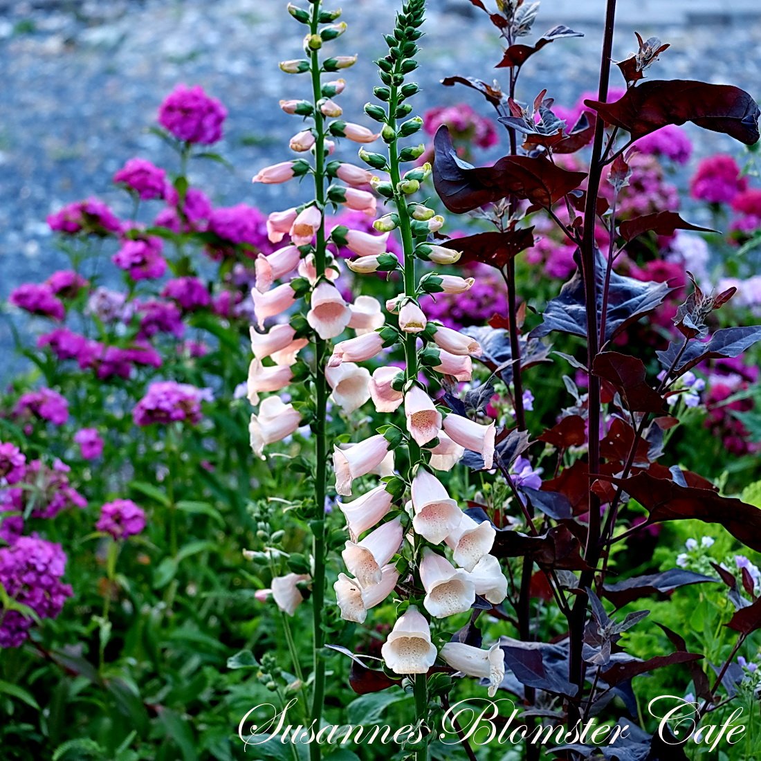 Digitalis hybrid F1 Dalmatian Peach Frø SOMMERBLOMSTER FRØ