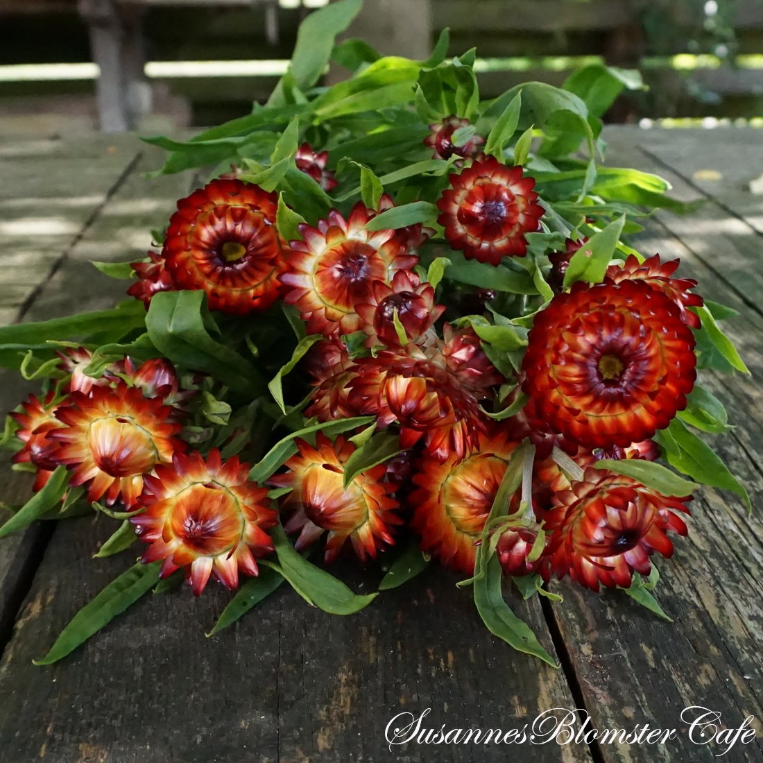 Helichrysum Fireball Evighedsblomst frø SOMMERBLOMSTER FRØ