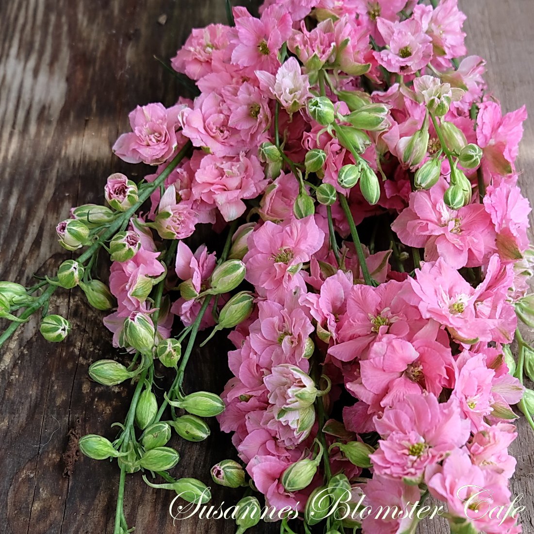 Larkspur Limelight Rose Sommer Ridderspore frø SOMMERBLOMSTER FRØ