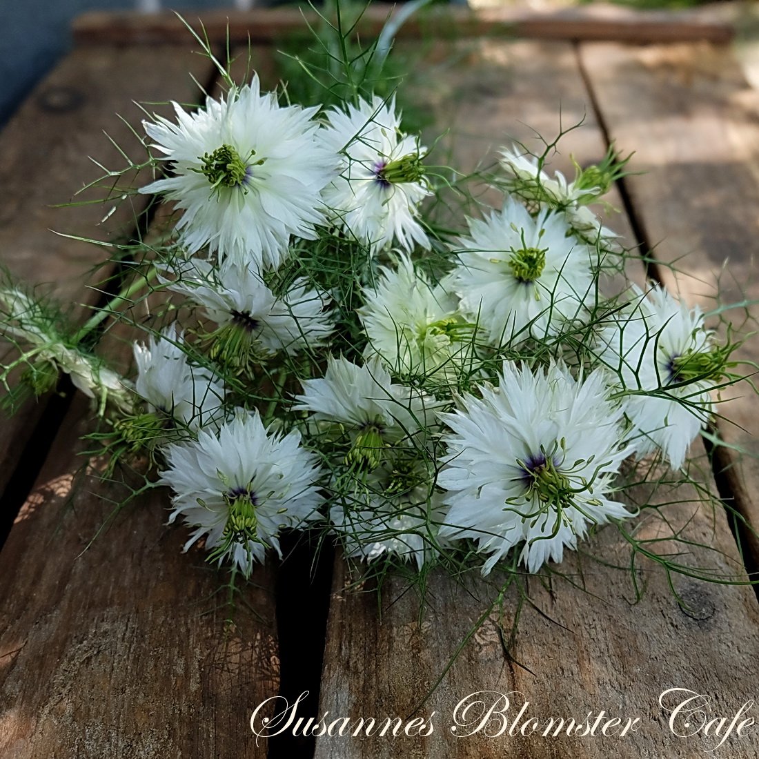Nigella damascena ’Miss Jekyll White’ Hvid frø SOMMERBLOMSTER