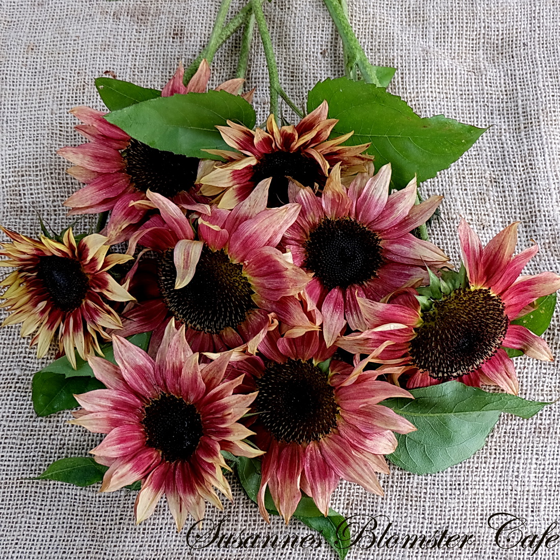 Helianthus annus F1 - Ruby Eclipse - Solsikke - frø - SOMMERBLOMSTER