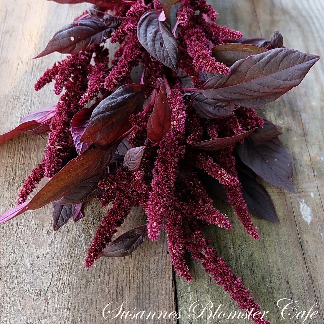 Amaranthus Cruentus Red Army Frø Sommerblomster FrØ Susannes