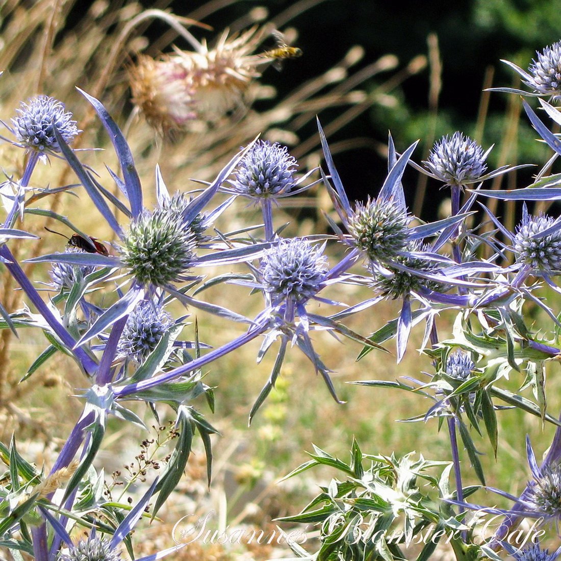 Eryngium planum Blue Glitter frø STAUDER FRØ Susannes Blomster Cafe