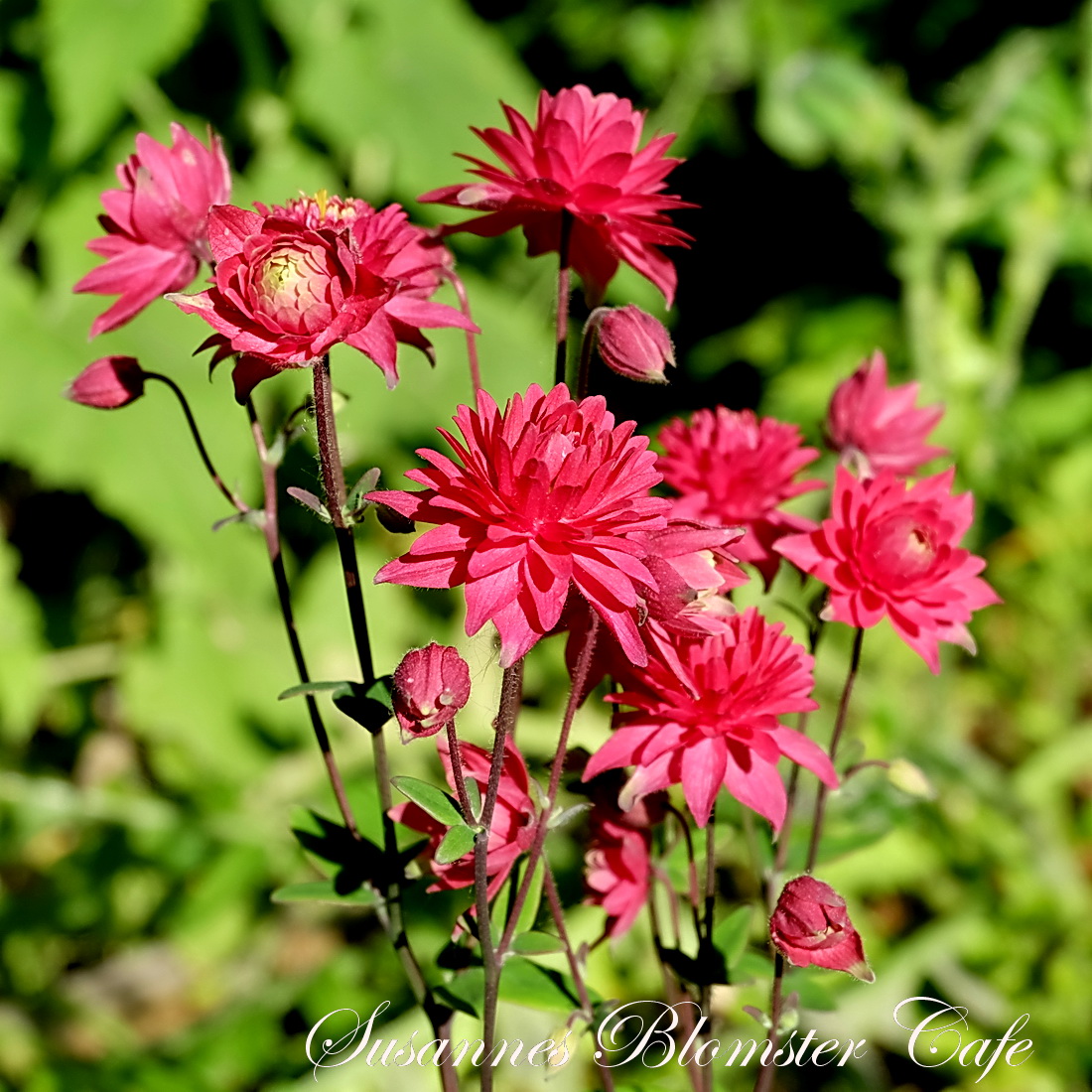 AKELEJE FRØ. Aquilegia vulgaris Clementine Red. Susannes Blomster Cafe